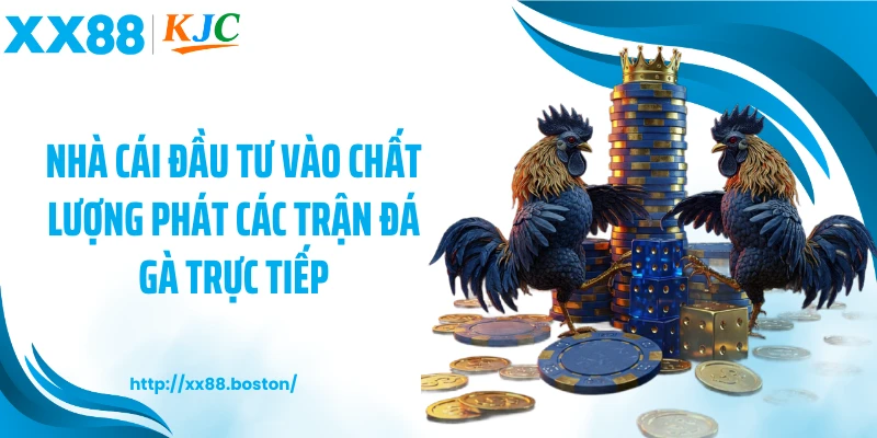 Nhà cái đầu tư vào chất lượng phát các trận đá gà trực tiếp