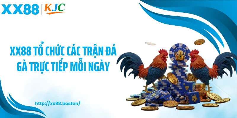 XX88 tổ chức các trận đá gà trực tiếp mỗi ngày